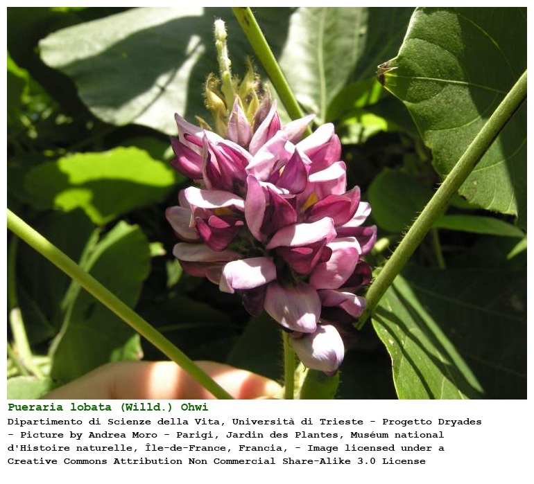 Pueraria lobata (Willd.) Ohwi